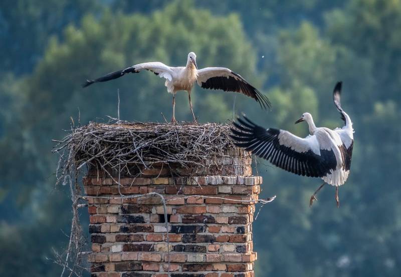 Professional Chimney Animal Removal Services in Beltsville, Maryland