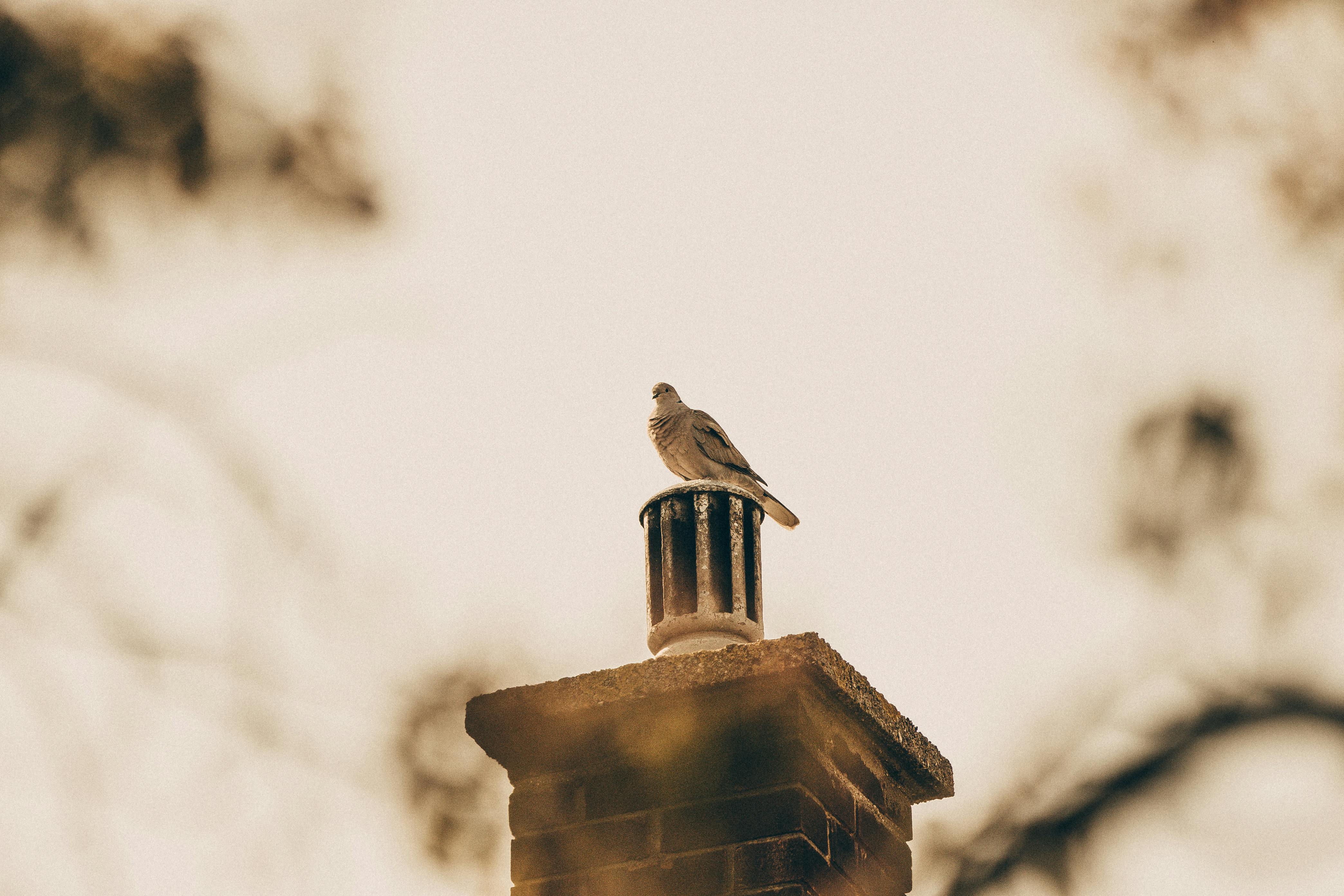 Professional Chimney Cap and Damper In Beltsville Maryland